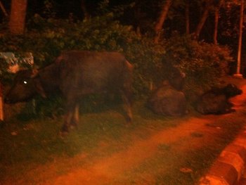Verkehrsteilnehmer in Bhubaneswar
